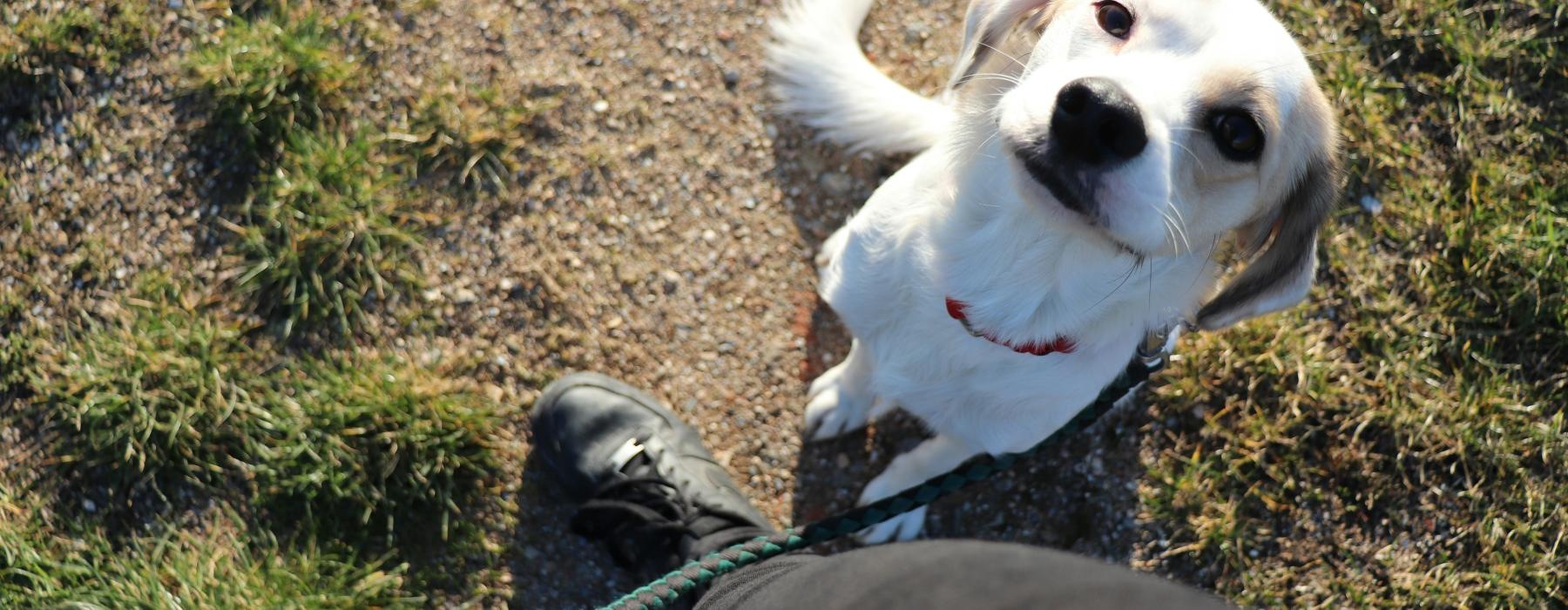 a dog on a leash